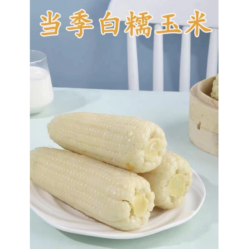 黑龙江百隆达金糯玉米1801(白糯）